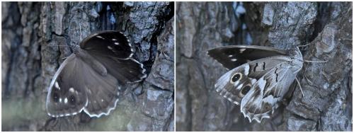 Réf. 238 885 : Hipparchia fidia